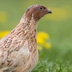 Codorna japonesa: a ave com espuma de esperma estranha, postura pós-sexo e um lugar na história espa...