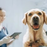 Cães podem detectar Parkinson anos antes dos sintomas — com 98% de precisão