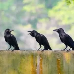 Quais animais conseguem contar e entender matemática simples?