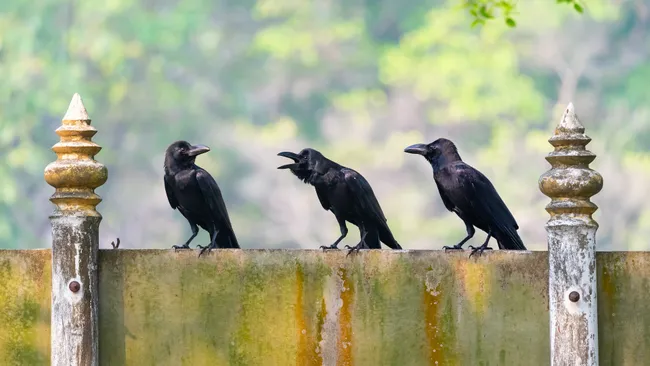 Os corvos são conhecidos por contar em voz alta e até mesmo entender o conceito de zero. 