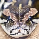 Cientistas descobrem que pítons-birmanesas têm células nunca antes vistas que as ajudam a digerir es...