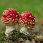 A maioria dos fungos benéficos às plantas é um mistério para os cientistas