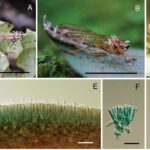 Quatro fungos relacionados a espécies que sequestram cérebros de insetos descobertos na Tailândia