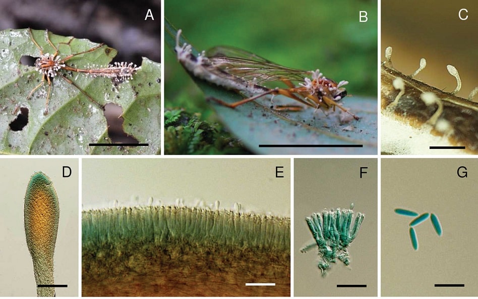 Ophiocordyceps floriformis. A, B. Fungo em mosca-ladra (Asilidae, Clephydroneura sp., Holótipo BBH 51295); C. Synnemata; D. Cabeça de synnema; E, F. Células conidiogênicas formando uma camada himenial; G. Conídios.