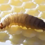 Essas lagartas podem devorar um saco plástico em apenas 24 horas