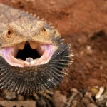 Cientistas desvendam o gene que permite que dragões barbudos troquem de sexo