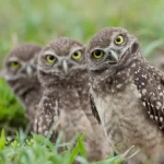 Sua foto da natureza pode ser um avanço científico disfarçado