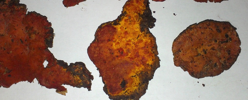 O raro fungo Antrodia cinnamomea é encontrado apenas em Taiwan.