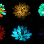 Cientistas chineses criam suculentas multicoloridas que brilham no escuro e se recarregam com a luz ...
