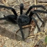 'O tamanho importa?': machos de 4 espécies de tarântula nunca antes vistas têm genitálias recordes