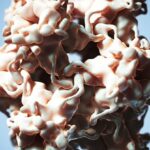 Cientistas descobrem uma causa viral para um dos cânceres mais comuns do mundo