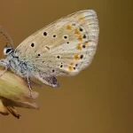 Esta pequena borboleta tem mais cromossomos do que qualquer animal na Terra