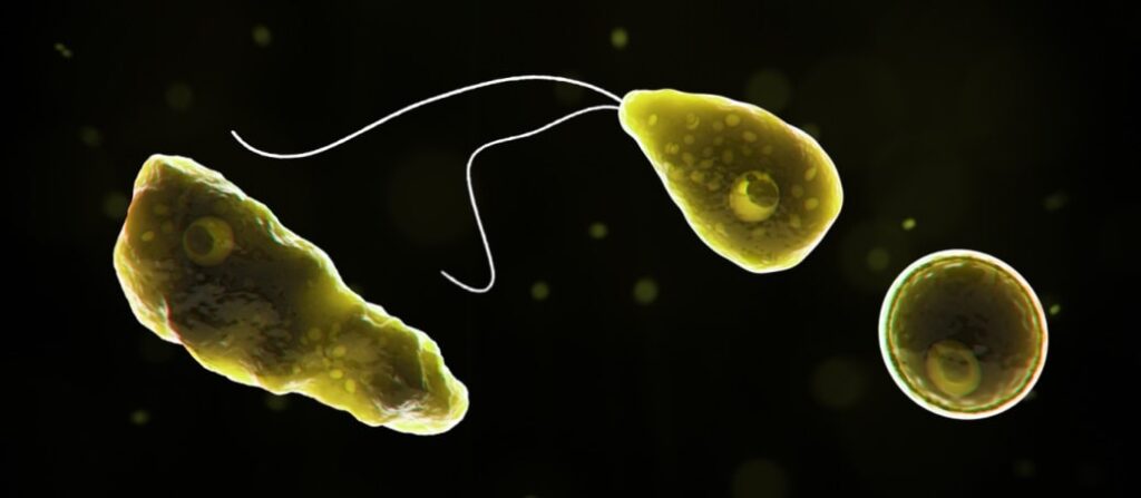 Naegleria fowleri 