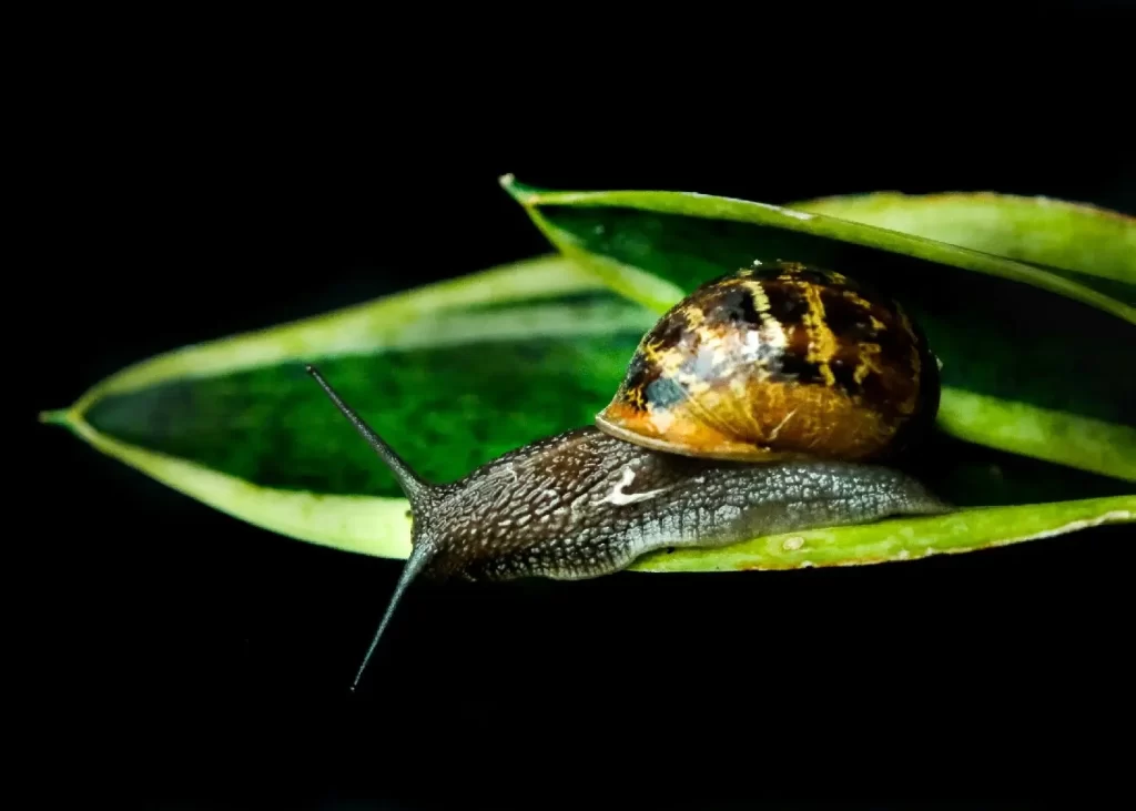 caracol em uma folha de uma  Espada-de-São-Jorge, espécie Sansevieria trifasciata