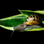 Caramujos e Caracóis: Vilões ou aliados da natureza?