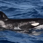 'Ficamos muito assustados': Orcas estão atacando barcos na Europa novamente