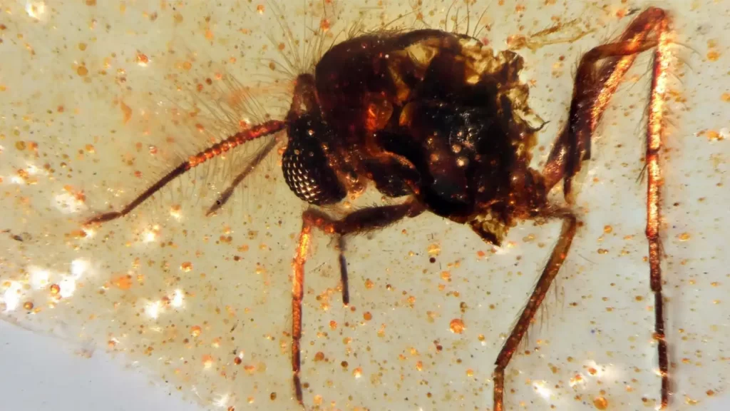 Este mosquito de 112 milhões de anos foi um dos muitos insetos descobertos no âmbar.