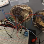 Computadores vivos alimentados por cogumelos