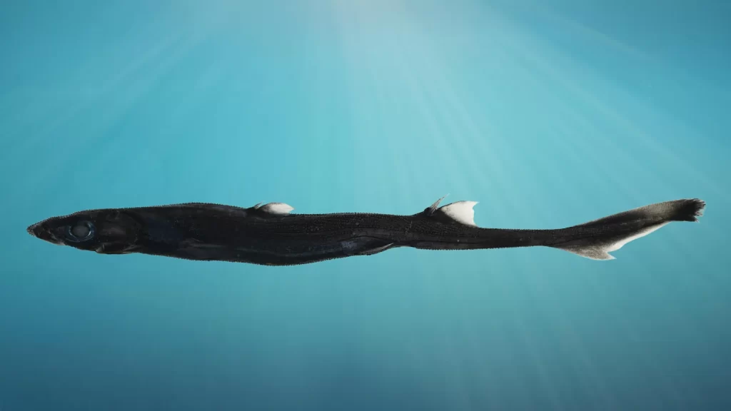 O tubarão-lanterna da Austrália Ocidental foi descrito com a ajuda de seis espécimes coletados na costa da Austrália Ocidental durante uma viagem no RV Investigator em 2022.