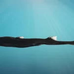 Tubarão brilhante e caranguejo escondido são encontrados nas profundezas da Austrália