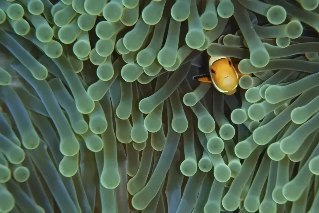 Peixe-palhaço em Bali, Indonésia. 