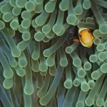 Perdendo Nemo: Quase todos os peixes de aquário nos EUA são capturados na natureza