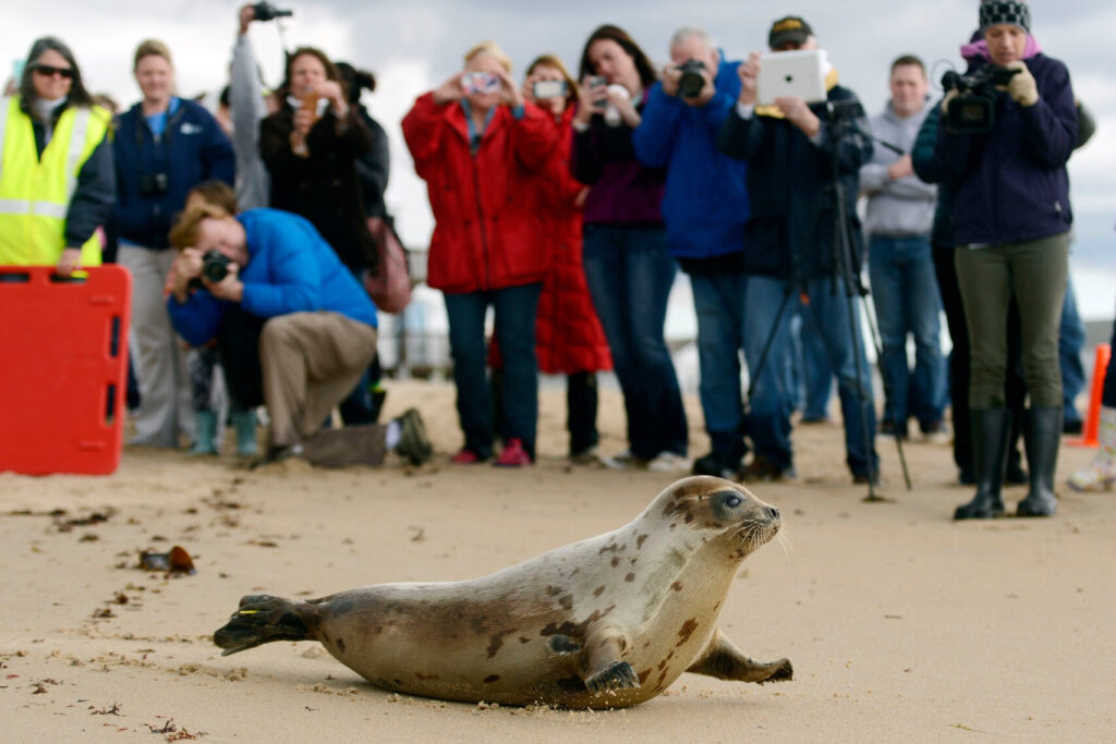 .Uma foca-da-groenlândia macho caminha pelas areias da Praia Blue Shutters em Charlestown, Rhode Island, após ser solta pela Equipe de Resgate de Animais Marinhos do Mystic Aquarium em 23 de abril de 2015. 