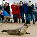 Focas do Ártico e mais da metade das espécies de aves estão na lista de espécies ameaçadas