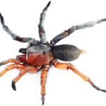 Aranha intersexo rara entre as novas espécies descobertas na Tailândia