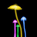 Vários cogumelos desenvolveram suas próprias maneiras de produzir psilocibina