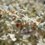 Conheça a sobrevivente do deserto que cresce mais rápido quanto mais quente fica