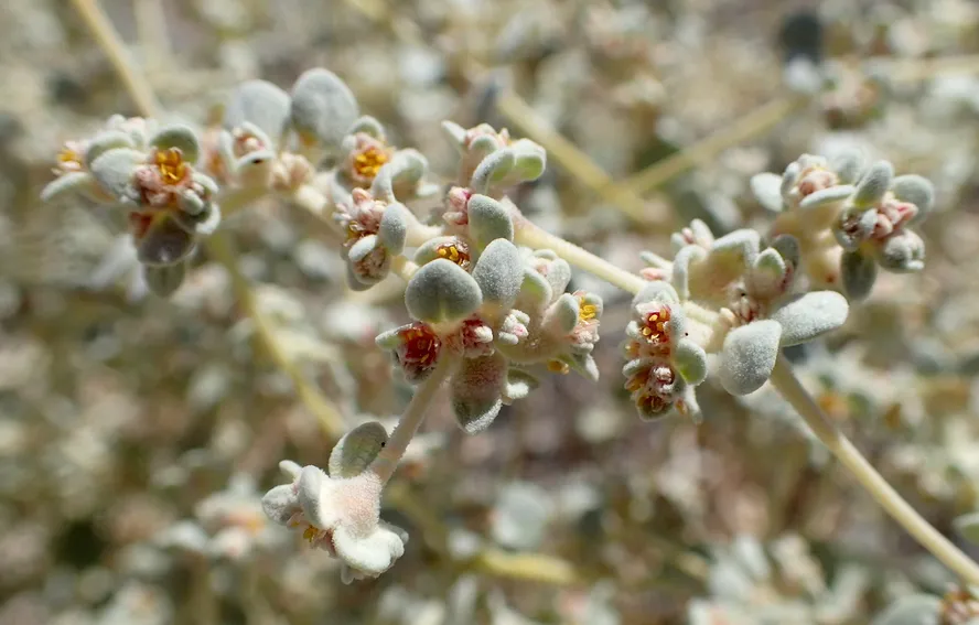 Tidestromia oblongifolia