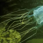 Animais sem cérebro podem pensar?