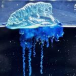 A nova água-viva samurai do Japão é simplesmente deslumbrante