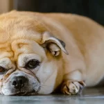 Os animais estão desenvolvendo as mesmas doenças crônicas que os humanos