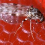 Parasitologia: Ceratopogonidae