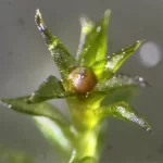 Essa minúscula planta sobreviveu ao vácuo do espaço e ainda cresce