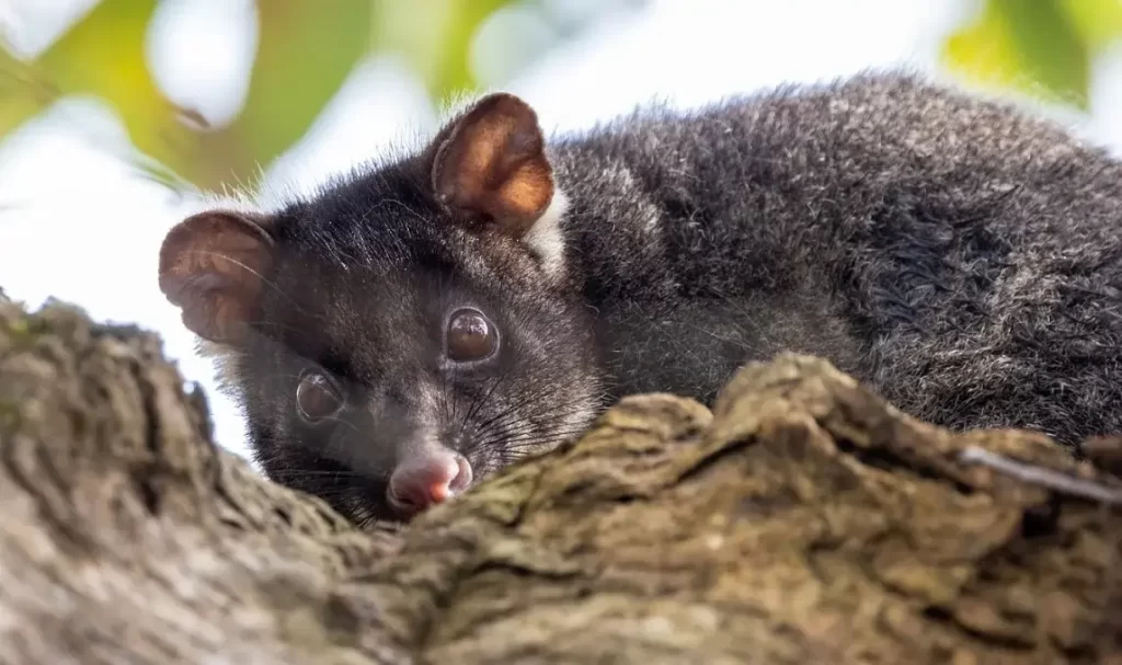 Gambá-de-cauda-anelada-ocidental ou ngwayir, Pseudocheirus occidentalis