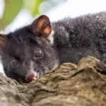 Gambás na Austrália apresentam alguns dos níveis mais altos de PFAS entre os pequenos mamíferos do m...