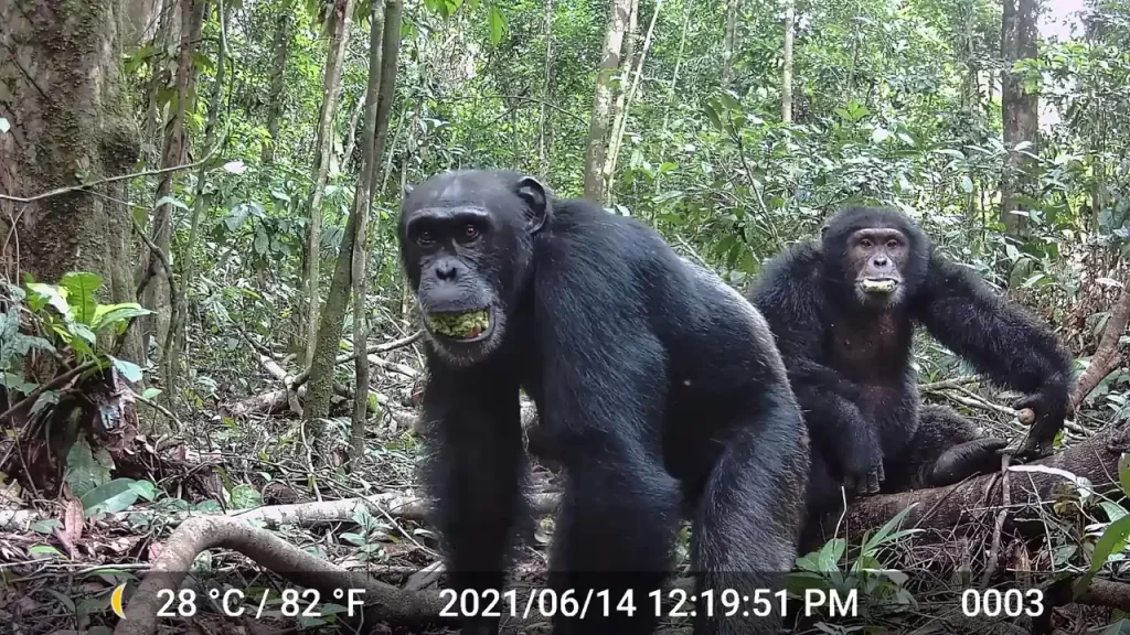 Dois chimpanzés machos se alimentando do fruto semelhante a uma ameixa da árvore perene Parinari excelsa no Parque Nacional de Taï, na Costa do Marfim, em 2021.
