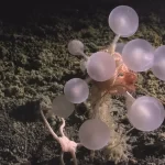 Esponjas carnívoras em forma de bola da morte que vivem nas profundezas do oceano