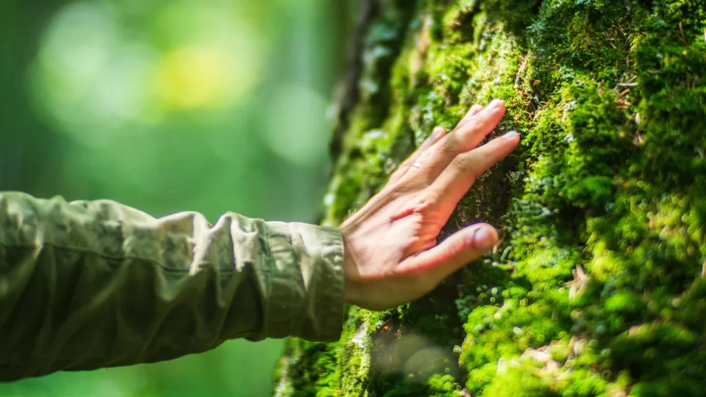 Mão tocando árvore