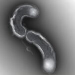 Um dos organismos mais abundantes da Terra é surpreendentemente frágil