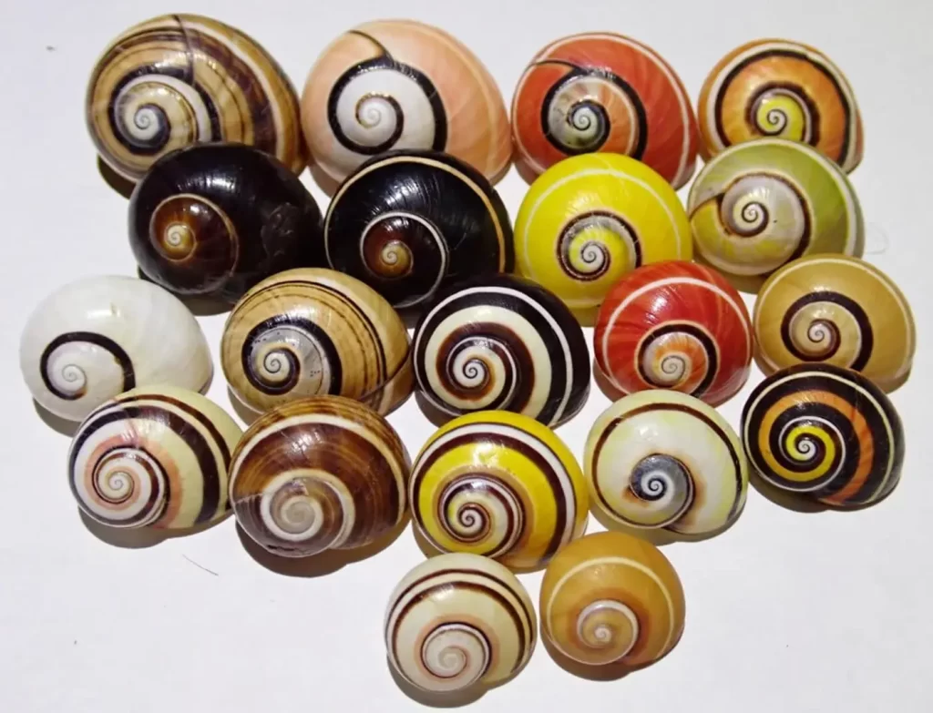 Belas cores e padrões na concha do caracol cubano Polymita picta. 