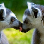 O comportamento homossexual em primatas pode ser estratégia ancestral de sobrevivência