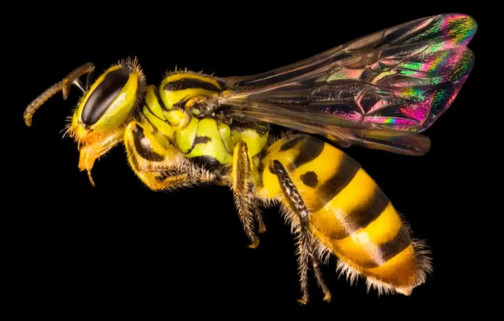 Abelha Callohesma flavopicta. 