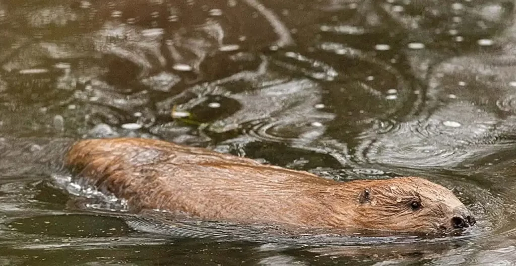 O National Trust libertou este castor na propriedade de Holnicote, e outros deverão ser libertados em breve. 