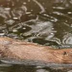 Cem castores serão reintroduzidos no Reino Unido este ano, e mais estão por vir