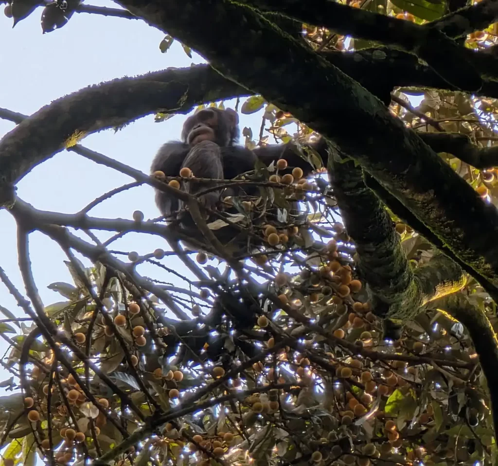 Um chimpanzé ocidental sentado em uma árvore carregada de frutos em Ngogo, Uganda. O estudante de pós-graduação da UC Berkeley, Aleksey Maro, acompanhou esses chimpanzés no verão de 2025 enquanto eles se fartavam com os frutos doces da maçã-estrela africana, Gambeya albida. Maro então coletou a urina deles para testar a presença de subprodutos metabólicos da ingestão de etanol. 