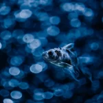 O aquecimento dos oceanos provoca um declínio anual de quase 20% na biomassa de peixes